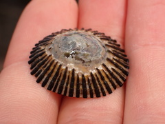 Cellana