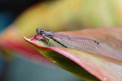 Argia