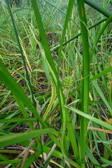 Sparganium erectum erectum