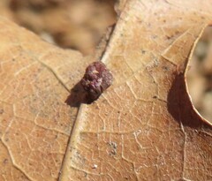 Polystepha globosa
