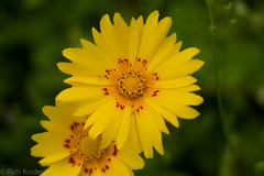 Coreopsis nuecensis