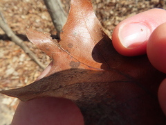 Polystepha globosa