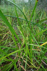 Sparganium erectum erectum