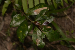 Elaeocarpus obovatus