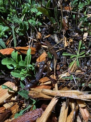 Aneides lugubris