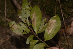 Elaeocarpus obovatus