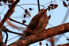 Chloropicus fuscescens