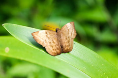 Achlyodes