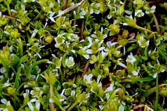 Limnanthes macounii