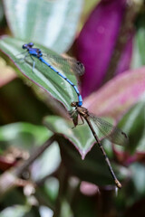 Argia elongata