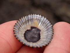 Cellana