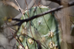 Opuntia megapotamica