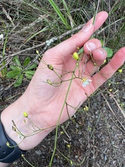 Libertia