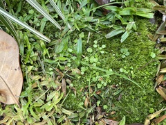 Hydrocotyle sibthorpioides