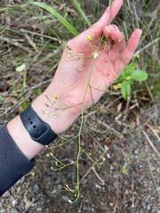 Libertia