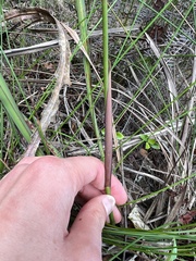 Libertia