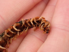 Scolopendra subspinipes