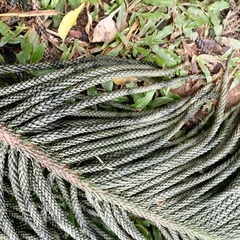 Araucaria