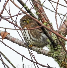 Glaucidium gnoma
