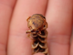 Scolopendra subspinipes