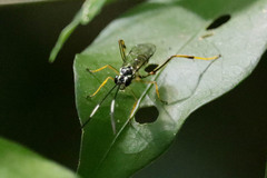 Cryptinae