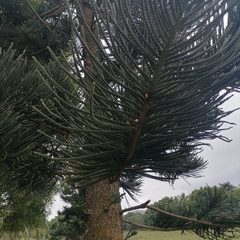 Araucaria