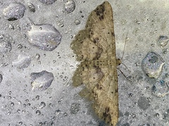 Melanolophia