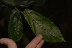 Ficus fraseri