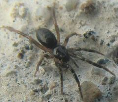 Gnaphosidae