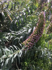 Echium candicans
