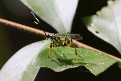 Cryptinae
