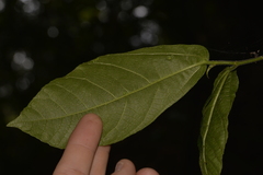 Ficus fraseri