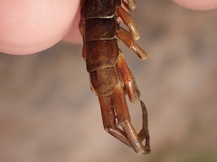 Scolopendra subspinipes