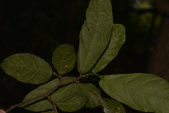 Ficus fraseri