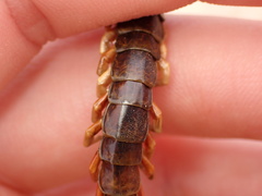 Scolopendra subspinipes