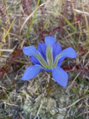Gentiana autumnalis