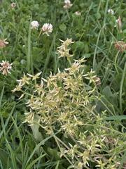 Cerastium glomeratum