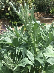 Cynara cardunculus