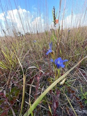 Gentiana autumnalis