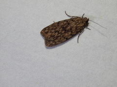 Sommeria meridionalis