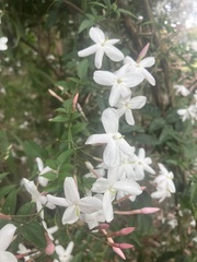 Jasminum polyanthum