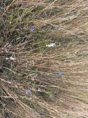 Gentiana autumnalis