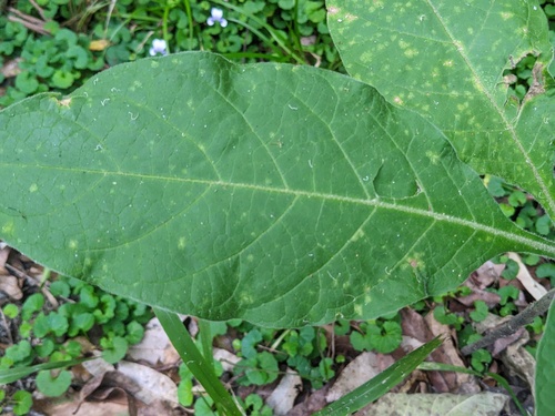 bugweed