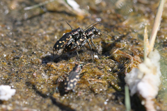 Cicindela haemorrhagica
