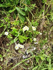 Anaphalioides bellidioides