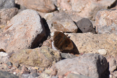 Junonia nigrosuffusa