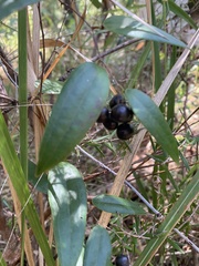 Smilax glyciphylla