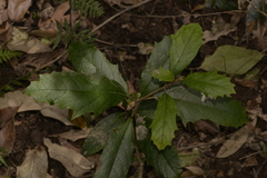 Gmelina leichhardtii