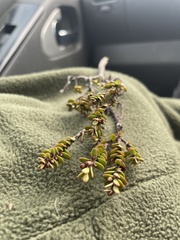 Veronica pinguifolia