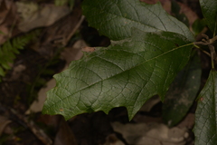 Gmelina leichhardtii